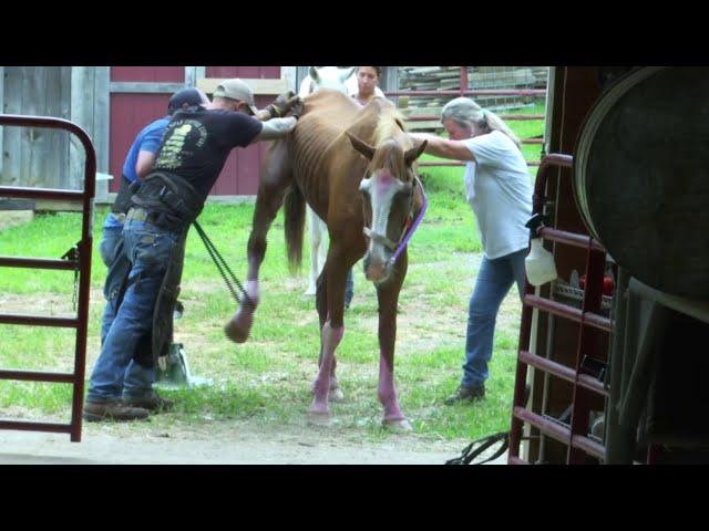 Rising costs for the Roanoke Valley Horse Rescue