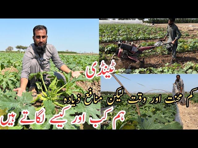 Tindi ki fasal |How and when to plant summer squash |Squash farming |Low bidget farming |IR FARM