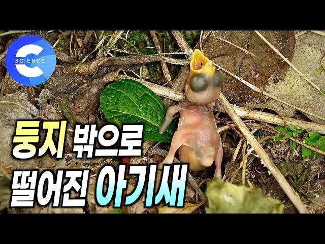 뻐꾸기가 남의 둥지에 알을 낳는 이유 | 매사촌 탁란 | 새끼 뻐꾸기의 놀라운 생존 본능 | EBS 자연다큐