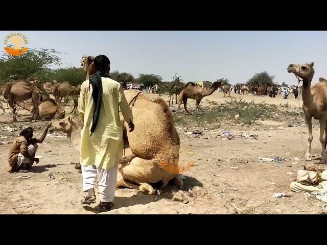 Best & Unique Video Of Camels