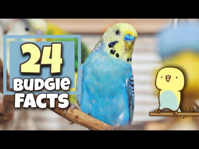 Incredible Budgie Facts That Will Blow Your Mind