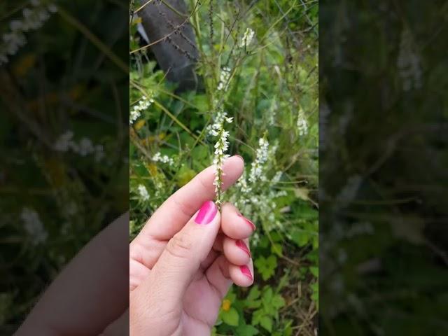 Бесплатные сидераты для посева.