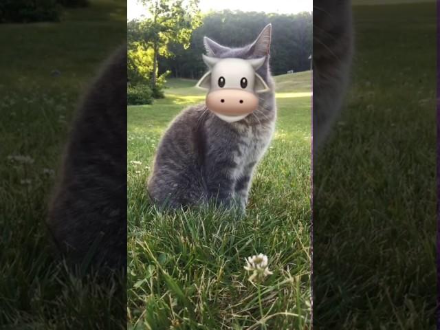 Meow meow I'm a cow