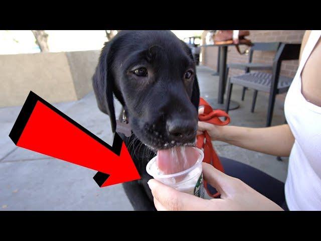 Labrador Puppy Has His First Pup Cup!!