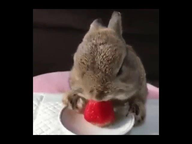 Ушастик завтракает клубничкой
