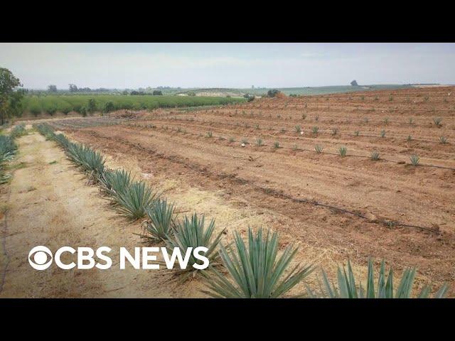 Why more California farmers are growing agave