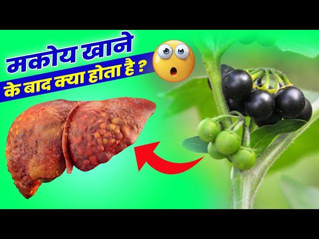 MAKOY खाकर जो हुआ जानकर पैरों तले जमीन खिसक जाएगी || MAKOI PAUDHA || SOLANUM NIGRUM || MAKOY KE LABH