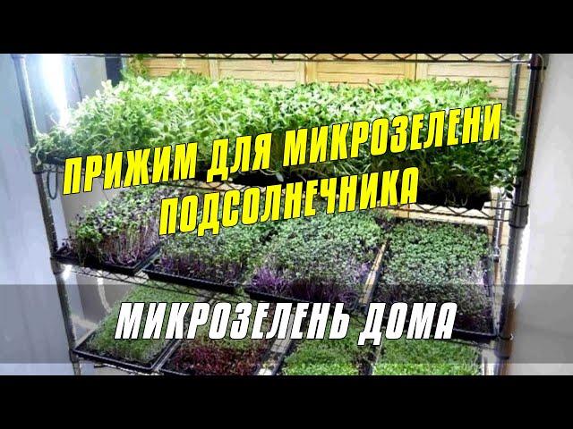 Прижим для микрозелени подсолнечника - Огород на окне круглый год #микрозелень #огород #дача