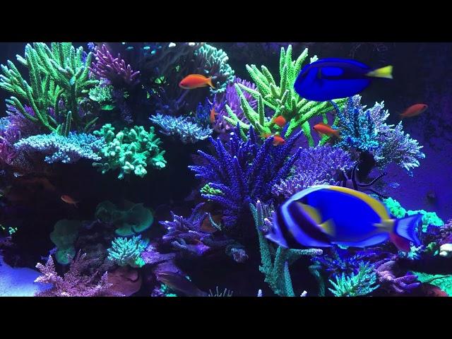  Coral Reef Aquarium Fish Tank with Water Sound - Tropical Fish, Screensaver 10 Hours