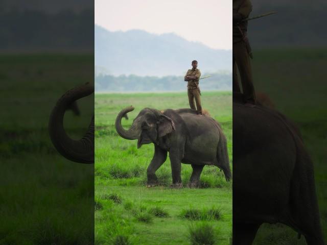 The Guardians of Indian Forests #wildlife #protector #forest #conservation #aparupadeyphotography