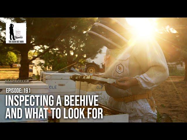 Inspecting a Beehive and What to Look for - The Bush Bee Man