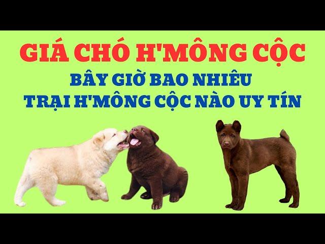 Giá Chó H'mông Cộc Đuôi Hiện Tại Và Trại Chó H'mông Cộc Nào Uy Tín ?