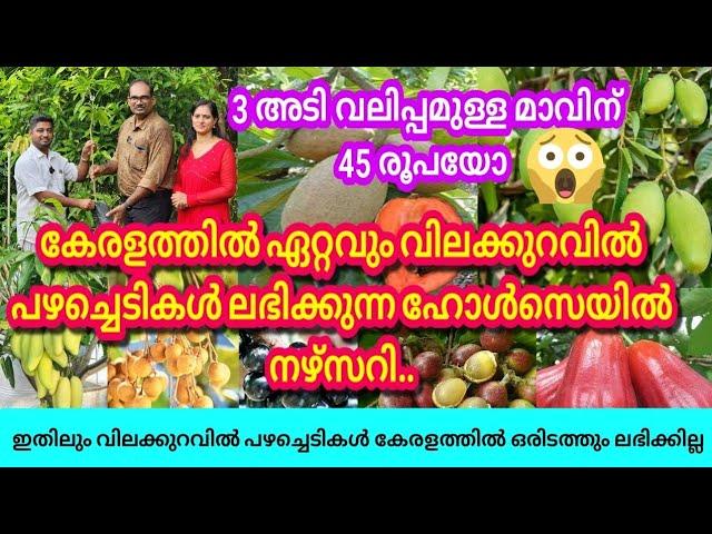 കേരളത്തിൽ ഏറ്റവും വിലക്കുറവിൽ ഫല വൃക്ഷങ്ങൾ ലഭിക്കുന്ന ഹോൾസെയിൽ നഴ്സറി.. മാവ് വെറും 45 രൂപ #nursery