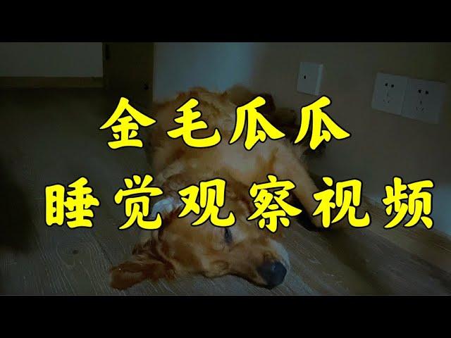 狗狗睡觉 ｜ 金毛狗狗的睡觉观察【养汪事务所】