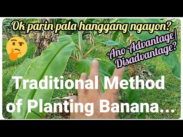 『Traditional Method of Planting Banana』〘Ano ba advantage nito?〙