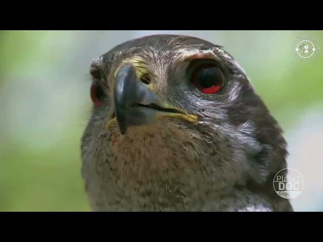 Northern goshawk (Accipiter gentilis) - Master of the forest.