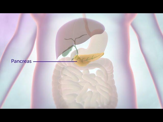 What is the pancreas? | Cancer Research UK