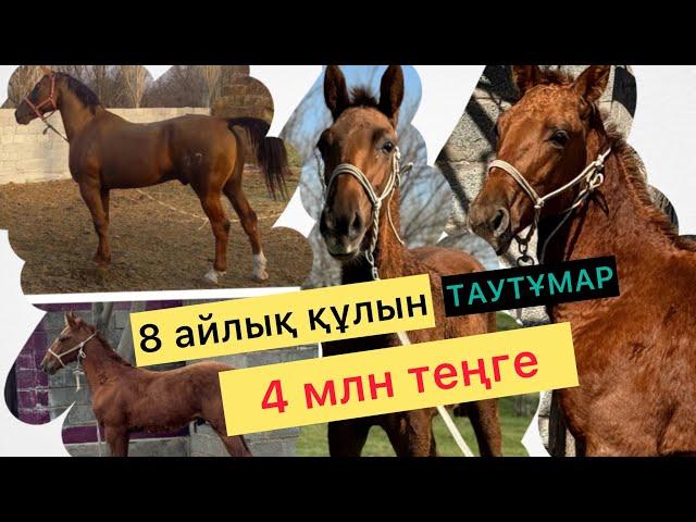 Тұмардың бел баласы ТАУТҰМАР