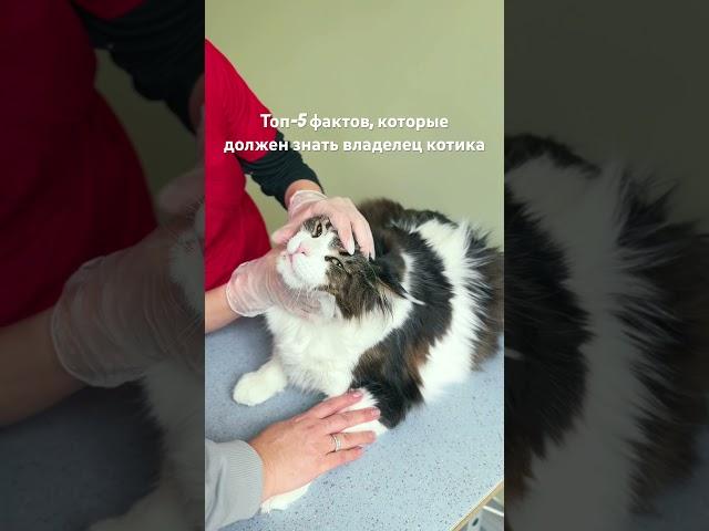 Читай в комментариях! #котики #ветеринарнаяклиника #животные #вакцинация