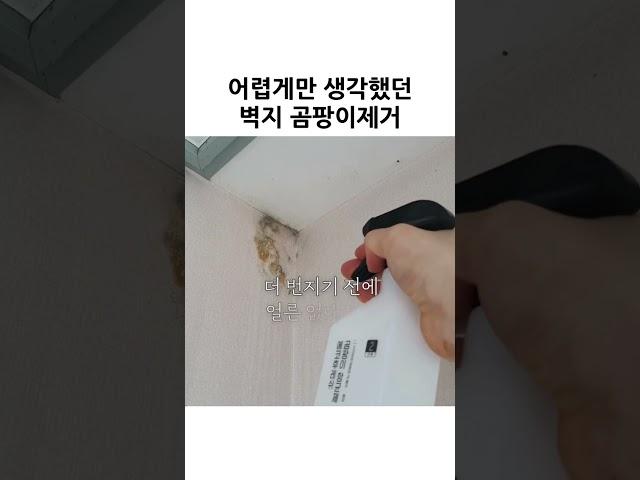 벽지 곰팡이 제거 어렵다고 생각하셨나요? #shorts