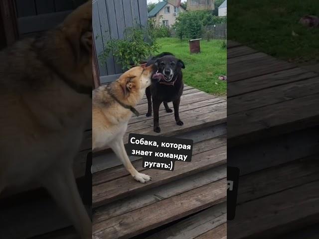 Собака, которая знает команду ругать! #собака #mydog #mypet #shorts #нефть #топ #деревня