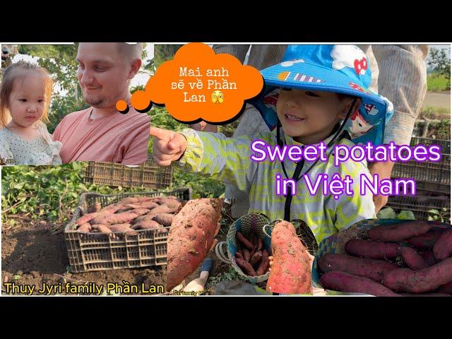 BẤT NGỜ JYRI MUỐN BỎ VỀ PHẦN LAN NGAY LẬP TỨC/ BON ĐI XIN KHOAI SIÊU CƯNG /harvesting sw potatoes