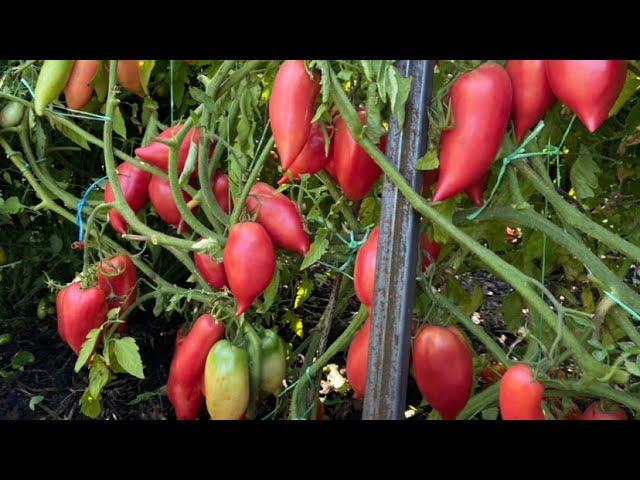 Урожайные сорта томатов для открытого грунта.  Розанчик f1