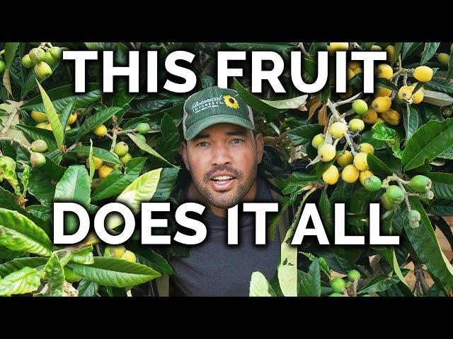 Growing Loquats, The Best Fruit You've Never Heard Of