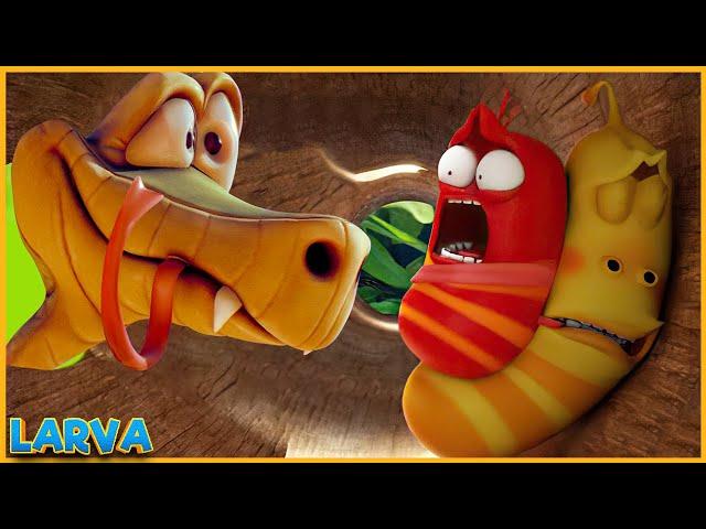 Snake Island  Larva Season 5 Larva Terbaru 2022  Funniest Cartoons  Larva Tuba Show