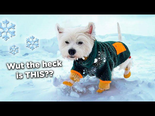 Do Westies Like Snow? My dog reacts to SNOW for the first time! | VLOG