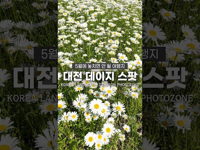 5월에 놓치면 안 될 샤스타데이지 명소