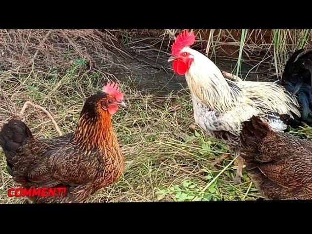 missri cock& hens || bird plus animals