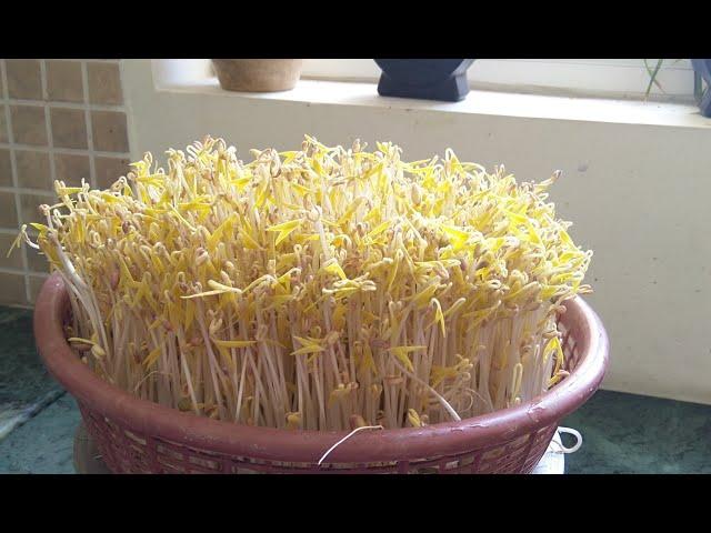 How I grow green bean sprouts at home