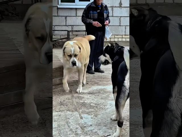 АЛАБАИ И БЫВАЛЫЙ ДЕДУШКА