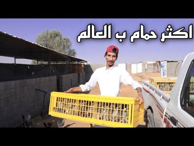 تفاجات ب اكبر عدد زاجل ب العالم 