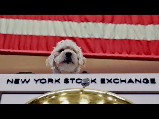 Chewy CEO talks IPO, 'pet parents,' and building a one-stop pet shop