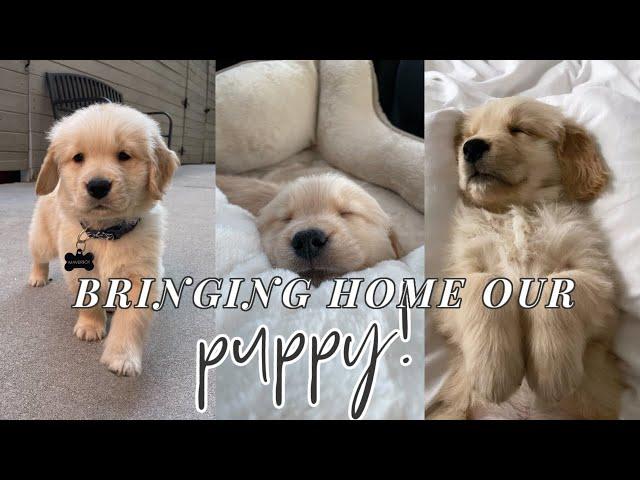 BRINGING HOME OUR GOLDEN RETRIEVER PUPPY!!!