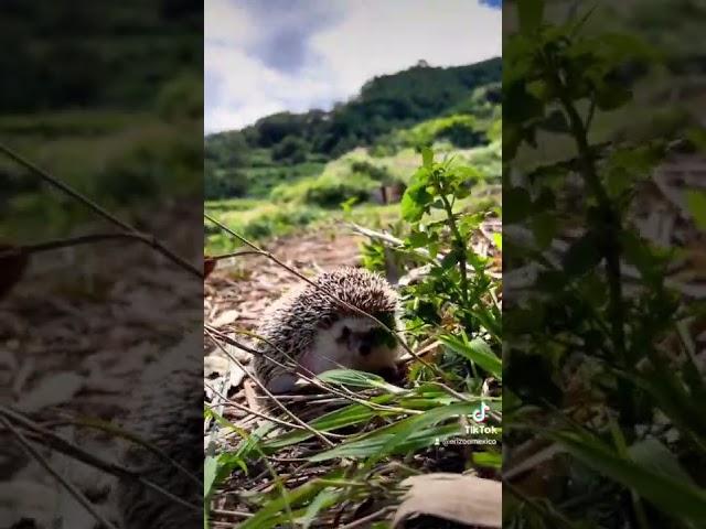 Saliendo de viaje con mi erizo | Erizoo México