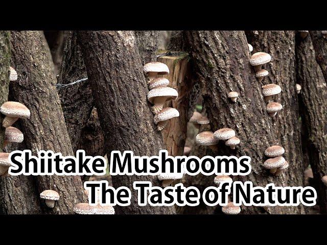 Shiitake Mushrooms – The Taste of Nature