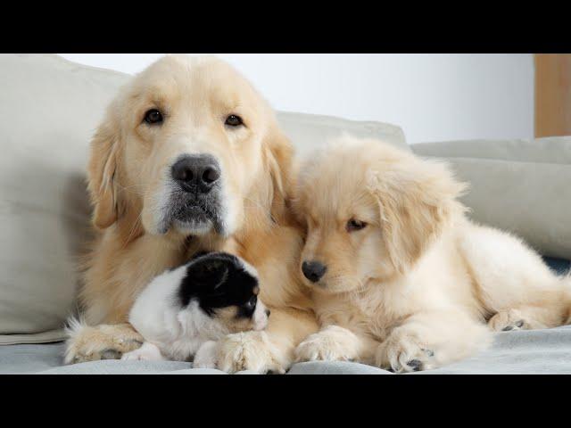 Golden Retriever Dad Introduces Son to New Puppy