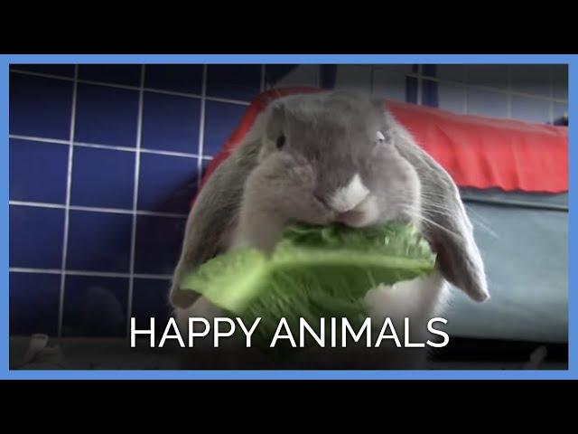 Happy Animals