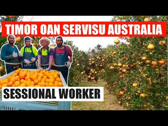 TIMOR OAN BA SERVISU SESSIONAL WORKER IHA AUSTRALIA