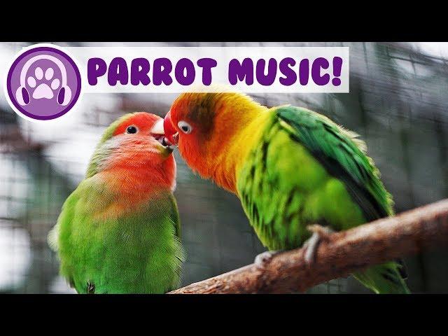 Relaxing Music for Parrots! Calm Your Bird and Help them Sleep!
