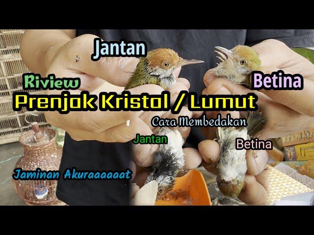 Prenjak Kristal / Lumut - Cara Membedakan Jantan & Betina Secara Akuraaat anti Mleset.