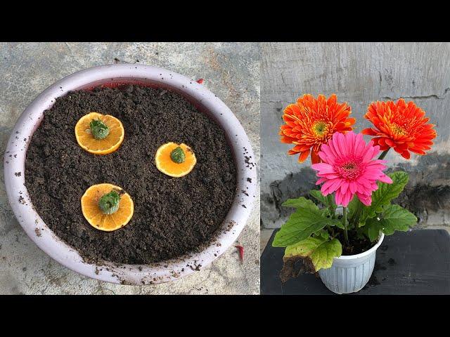 Tips for propagating Gerbera plants from calyx