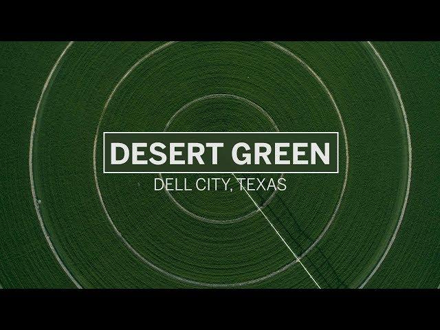 Desert Green | Texas Alfalfa