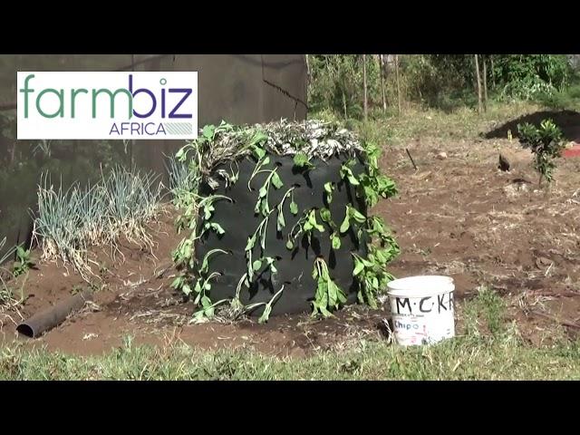 Vertical sack farming ,very convenient and productive for farmers with limited land.