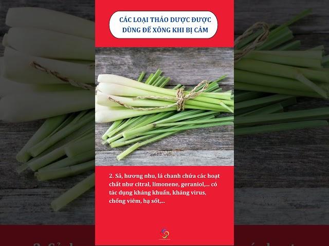 ️ CÁC LOẠI THẢO DƯỢC ĐƯỢC DÙNG ĐỂ XÔNG KHI BỊ CẢM