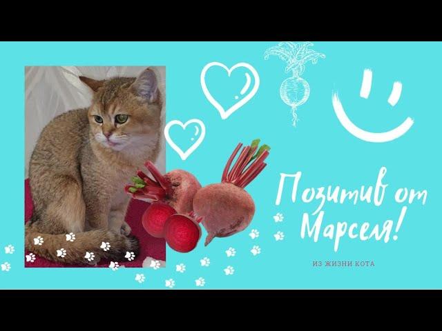 Позитив от Марселя. Необычная еда для кота. Смешные котики.