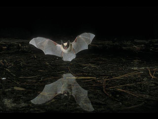 Bats in Flight